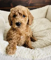 Black Collar, a female Goldendoodle for sale in Orient, IA – Photo 9 of 10