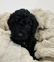Green Collar, a male Goldendoodle for sale in Orient, IA – Photo 9 of 10