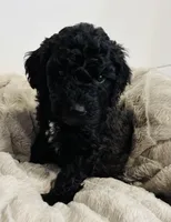 Green Collar, a male Goldendoodle for sale in Orient, IA – Photo 7 of 10