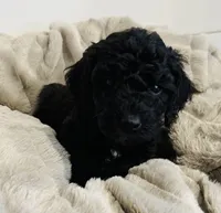 Green Collar, a male Goldendoodle for sale in Orient, IA – Photo 1 of 10