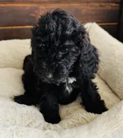 Green Collar, a male Goldendoodle for sale in Orient, IA – Photo 1 of 10