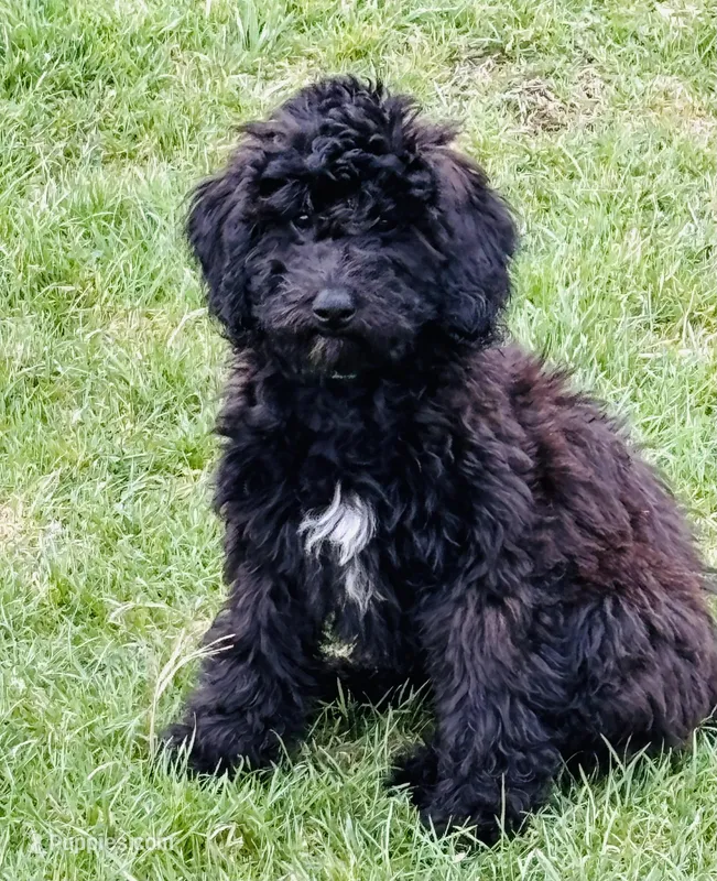 Green Collar – Goldendoodle puppy for sale in Orient, IA