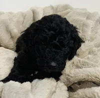 Green Collar, a male Goldendoodle for sale in Orient, IA – Photo 3 of 10