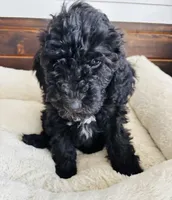 Green Collar, a male Goldendoodle for sale in Orient, IA – Photo 9 of 10