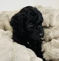 Green Collar, a male Goldendoodle for sale in Orient, IA – Photo 5 of 10