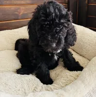 Green Collar, a male Goldendoodle for sale in Orient, IA – Photo 4 of 10