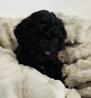Green Collar, a male Goldendoodle for sale in Orient, IA – Photo 4 of 10
