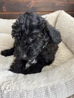 Green Collar, a male Goldendoodle for sale in Orient, IA – Photo 8 of 10