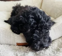 Green Collar, a male Goldendoodle for sale in Orient, IA – Photo 3 of 10