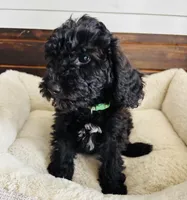 Green Collar, a male Goldendoodle for sale in Orient, IA – Photo 6 of 10
