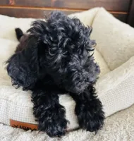 Green Collar, a male Goldendoodle for sale in Orient, IA – Photo 5 of 10