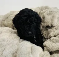 Green Collar, a male Goldendoodle for sale in Orient, IA – Photo 6 of 10