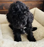 Green Collar, a male Goldendoodle for sale in Orient, IA – Photo 2 of 10