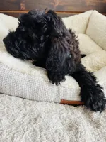 Green Collar, a male Goldendoodle for sale in Orient, IA – Photo 10 of 10
