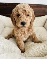 Mint Collar, a female Goldendoodle for sale in Orient, IA – Photo 10 of 10