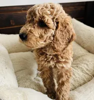 Mint Collar, a female Goldendoodle for sale in Orient, IA – Photo 9 of 10