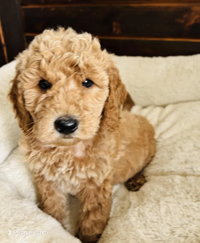 Mint Collar – Goldendoodle puppy for sale in Orient, IA