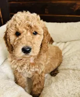 Mint Collar, a female Goldendoodle for sale in Orient, IA – Photo 1 of 10