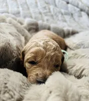 Mint Collar, a female Goldendoodle for sale in Orient, IA – Photo 2 of 4