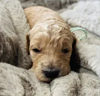 Mint Collar, a female Goldendoodle for sale in Orient, IA – Photo 3 of 4