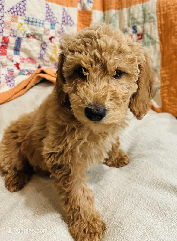 Mint Collar – Goldendoodle puppy for sale in Orient, IA