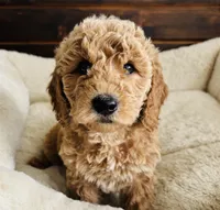 Mint Collar, a female Goldendoodle for sale in Orient, IA – Photo 4 of 10
