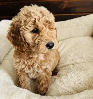 Mint Collar, a female Goldendoodle for sale in Orient, IA – Photo 6 of 10