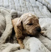 Mint Collar, a female Goldendoodle for sale in Orient, IA – Photo 1 of 4
