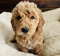 Mint Collar, a female Goldendoodle for sale in Orient, IA – Photo 5 of 10