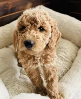 Mint Collar, a female Goldendoodle for sale in Orient, IA – Photo 3 of 10