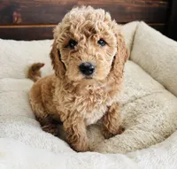 Mint Collar, a female Goldendoodle for sale in Orient, IA – Photo 8 of 10