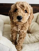 Mint Collar, a female Goldendoodle for sale in Orient, IA – Photo 2 of 10