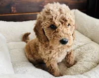 Mint Collar, a female Goldendoodle for sale in Orient, IA – Photo 7 of 10