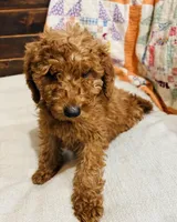 Yellow Collar Female, a female Goldendoodle and Miniature Goldendoodle for sale in Orient, IA – Photo 4 of 4