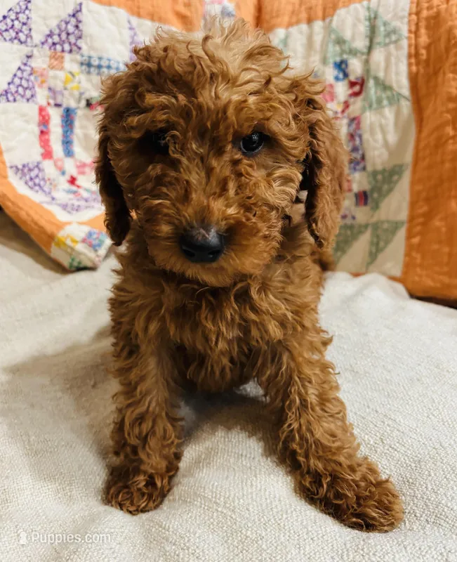 Yellow Collar Female – Goldendoodle, Miniature Goldendoodle puppy for sale in Orient, IA