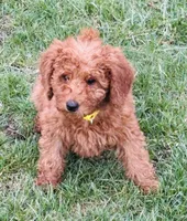 Yellow Collar Female, a female Goldendoodle and Miniature Goldendoodle for sale in Orient, IA – Photo 2 of 4