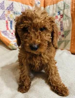 Yellow Collar Female, a female Goldendoodle and Miniature Goldendoodle for sale in Orient, IA – Photo 3 of 4