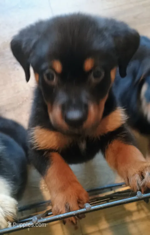 Bubbles – Australian Shepherd, Rottweiler puppy for sale in Los Lunas, NM