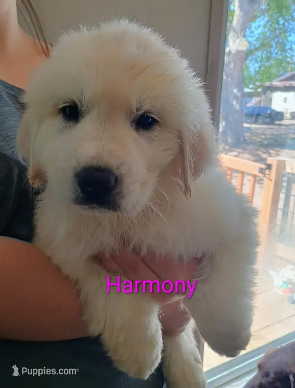 Harmony – Great Pyrenees puppy on hold in Los Lunas, NM