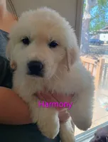 Harmony, a female Great Pyrenees for sale in Los Lunas, NM – Photo 1 of 3