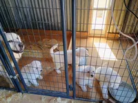 Harmony, a female Great Pyrenees for sale in Los Lunas, NM – Photo 2 of 3