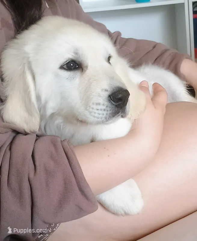 Haven – Great Pyrenees puppy for sale in Los Lunas, NM