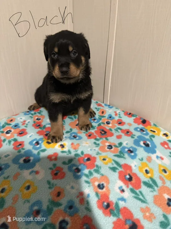 Bandit – Australian Shepherd, Rottweiler puppy for sale in Los Lunas, NM