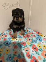 Bandit, a male Australian Shepherd and Rottweiler for sale in Los Lunas, NM – 1 of 3