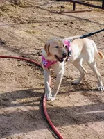 Sunny , a female Labrador Retriever for sale in Los Lunas, NM – 2 of 3