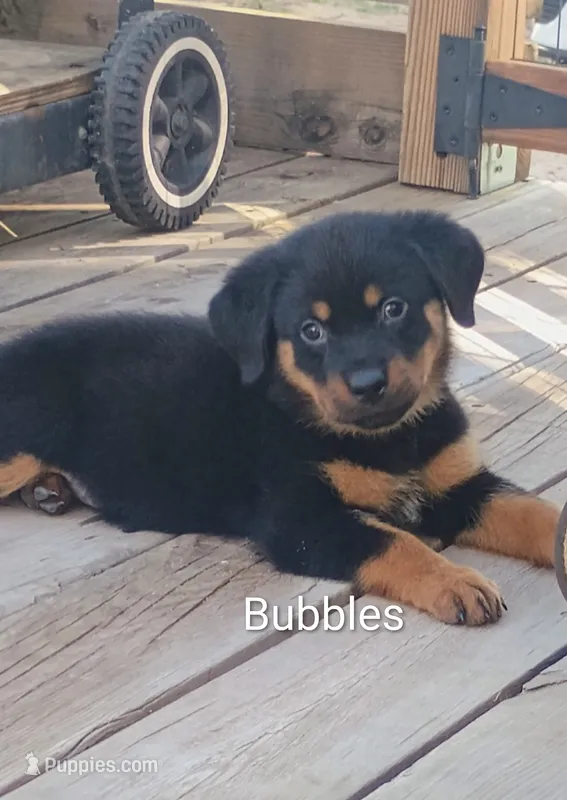 Bubbles – Australian Shepherd, Rottweiler puppy for sale in Los Lunas, NM