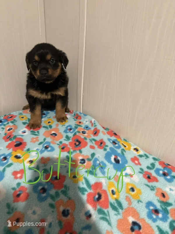 Buttercup  – Australian Shepherd, Rottweiler puppy for sale in Los Lunas, NM