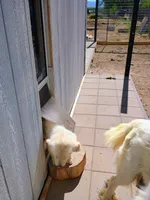 Haven, a female Great Pyrenees for sale in Los Lunas, NM – 7 of 8