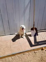 Haven, a female Great Pyrenees for sale in Los Lunas, NM – 4 of 8