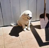 Haven, a female Great Pyrenees for sale in Los Lunas, NM – 3 of 8